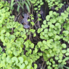 Adiantum chilense, photograph author not stated, no rights reserved