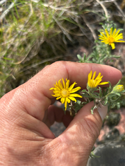 Heterotheca villosa, photograph author not stated, no rights reserved