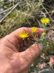 Heterotheca villosa, photograph author not stated, no rights reserved