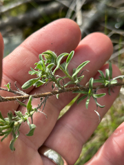 Heterotheca villosa, photograph author not stated, no rights reserved