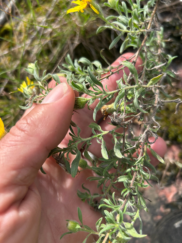 Heterotheca villosa, photograph 5