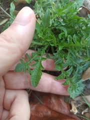 Capsella bursa-pastoris