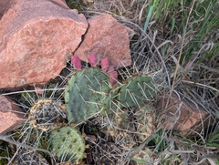 Opuntia cymochila, photograph (c) Jeff Hansen, some rights reserved (CC BY)