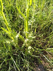 Tyrimnus leucographus