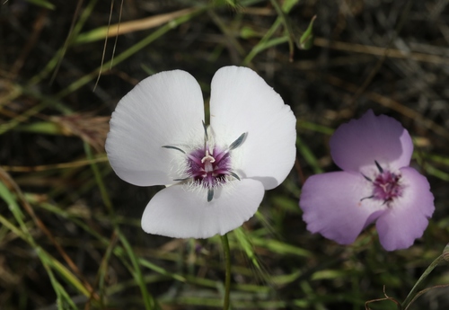 Splendid Mariposa Lily