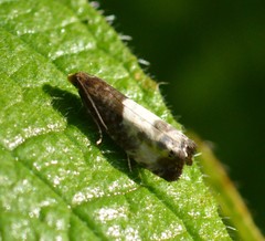 Notocelia cynosbatella