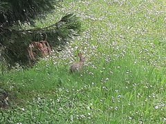 Oryctolagus cuniculus