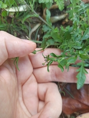 Capsella bursa-pastoris