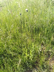 Tyrimnus leucographus