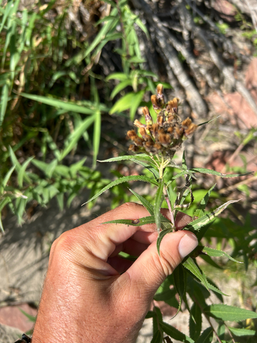 Vernonia fasciculata, photograph 6