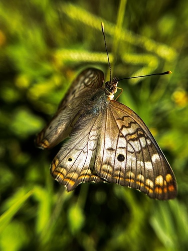 White Peacock