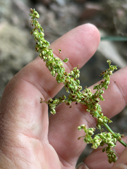 Rumex triangulivalvis