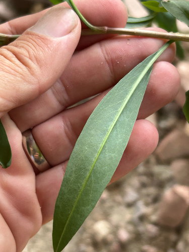 Rumex triangulivalvis, photograph 4