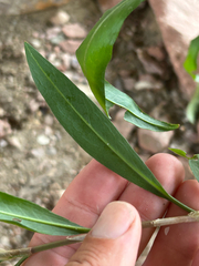 Rumex triangulivalvis, photograph author not stated, no rights reserved