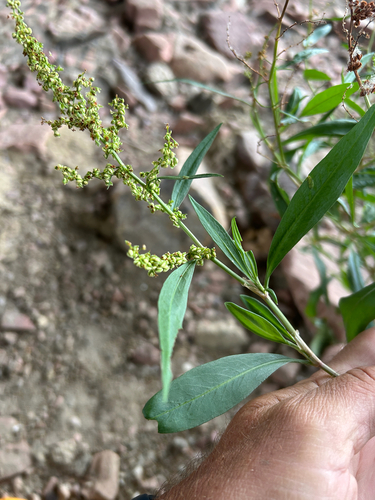 Rumex triangulivalvis, photograph 2