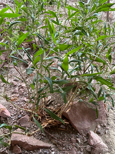 Rumex triangulivalvis, photograph 5