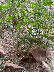 Rumex triangulivalvis, photograph author not stated, no rights reserved