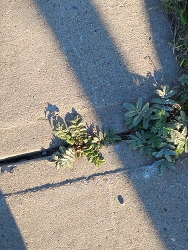 common silverweed