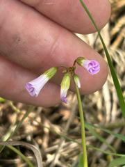 Oxalis violacea