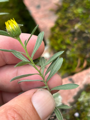 Heterotheca stenophylla