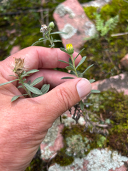 Heterotheca stenophylla, photograph author not stated, no rights reserved