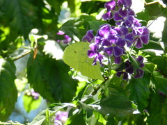 Phoebis neocypris