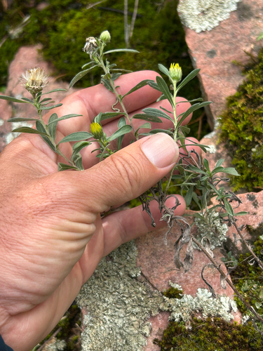 Heterotheca stenophylla, photograph 3
