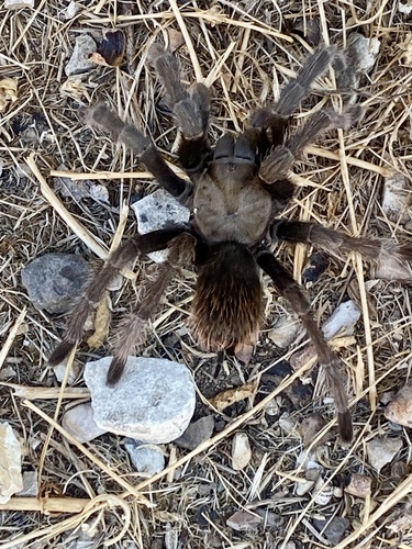 iNaturalist observation photo of Desert Tarantula