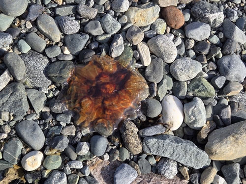 Pacific Lion's Mane Jelly