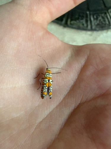 Ailanthus Webworm Moth
