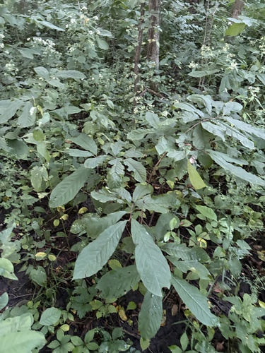 common pawpaw