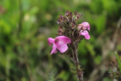 Pedicularis gyroflexa