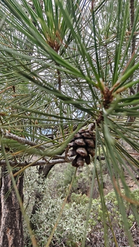 Pinus leiophylla observed 2026-09-12