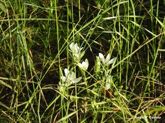 Ornithogalum baeticum