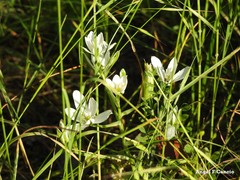 Ornithogalum baeticum