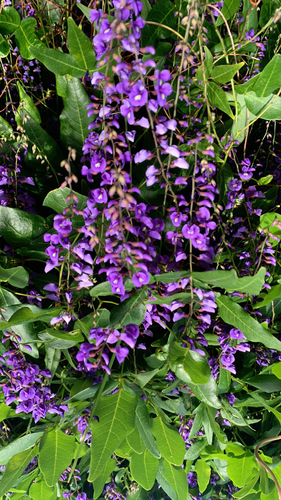 Hardenbergia comptoniana