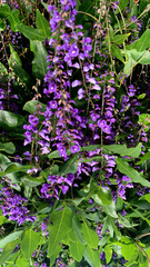 Hardenbergia comptoniana