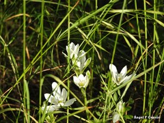 Ornithogalum baeticum