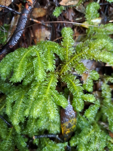 Schistochila observed 2026-09-11
