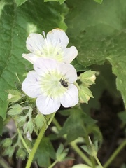 Phacelia dubia