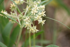 Asclepiadinae