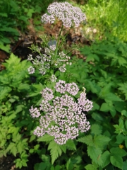 Chaerophyllum hirsutum