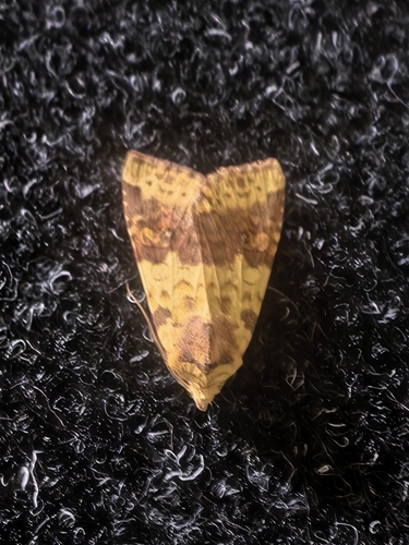 Xanthia tunicata