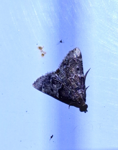 Tropical Meal Moth