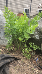 Levisticum officinale