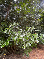 Lithocarpus edulis