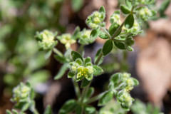 Galium californicum