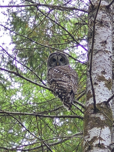 Barred Owl