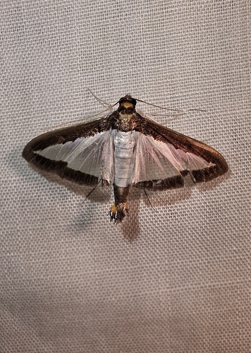 Melonworm Moth (Diaphania hyalinata)