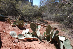 Opuntia engelmannii engelmannii